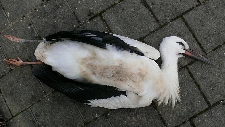 Eines der verendeten Tiere.