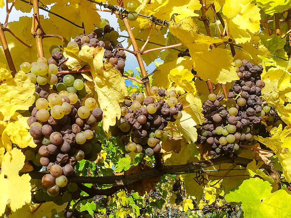 Fotos Konrad Thomann