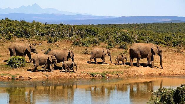 Elefanten kehren noch tagelang immer wieder zu ihrem verstorbenen Herdenmitglied zur&uuml;ck.