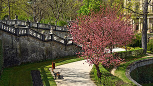 Baumblüte im Hofgarten der Würzburger Residenz