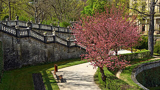 Baumblüte im Hofgarten der Würzburger Residenz