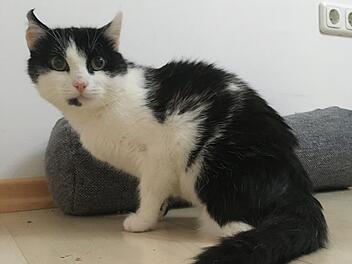 Tierheim Bamberg: Kater Keeni gerät in Mähmaschine - "hatten schon abgeschlossen"