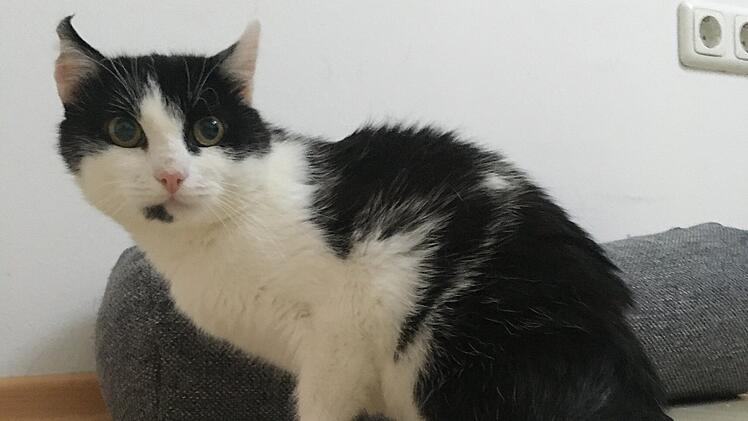 Tierheim Bamberg: Kater Keeni gerät in Mähmaschine - "hatten schon abgeschlossen"