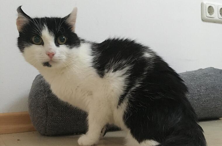 Tierheim Bamberg: Kater Keeni gerät in Mähmaschine - "hatten schon abgeschlossen"