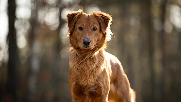 Tierheim N&uuml;rnberg: An diesen Hunden besteht keinerlei Interesse