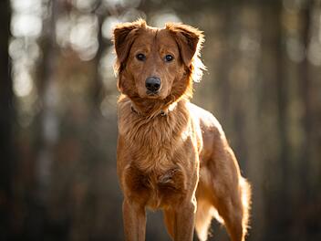 Tierheim Nürnberg: An diesen Hunden besteht keinerlei Interesse
