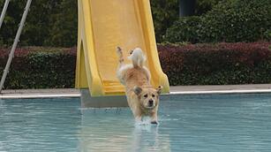 Hundeschwimmen im Kitzinger Freibad