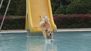 Hundeschwimmen im Kitzinger Freibad