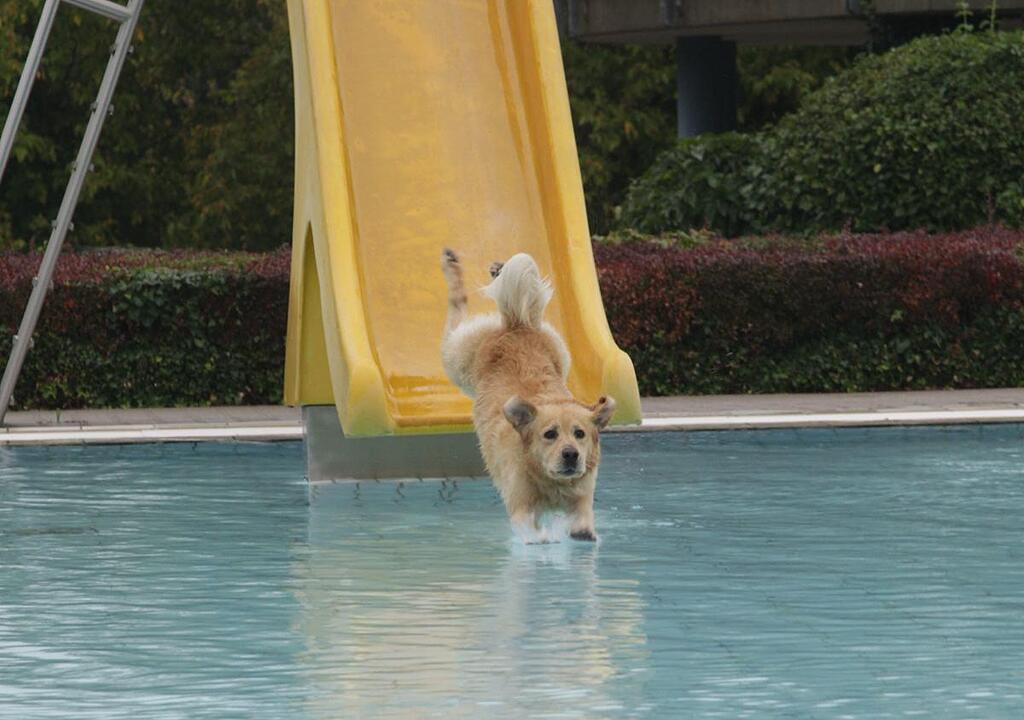 Hundeschwimmen im Kitzinger Freibad