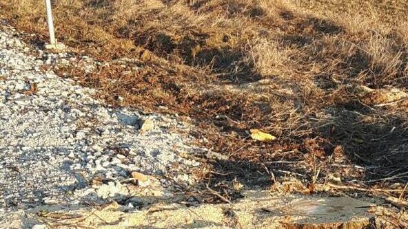 Nach der Fäll-Aktion ist von dem Baum nichts mehr übrig.  Foto: privat