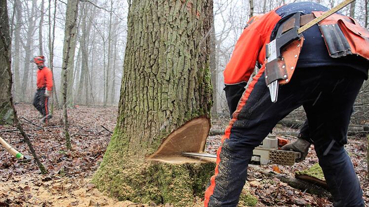 Mit dem "Herzstich" nimmt der Forstmeister dem Holz die innere Spannung. FOTO Diana Fuchs