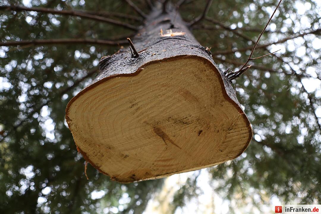 Christbaum für die Queen: Jetzt kann die Reise beginnen