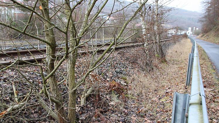 Bäume werden allenfalls abgesägt. Noch hat die Untere Naturschutzbehörde nicht die Erlaubnis für Eingriffe in den Boden erteilt. Foto: Ulrike Müller