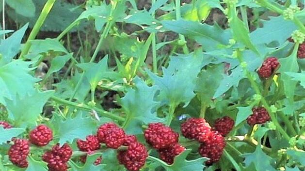 Erdbeerspinat ist ein tolles Gemüse aus Großmutters Zeiten. Bild: Jupp Schröder