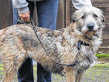 Dia: ein w&auml;hlerischer Wuschel