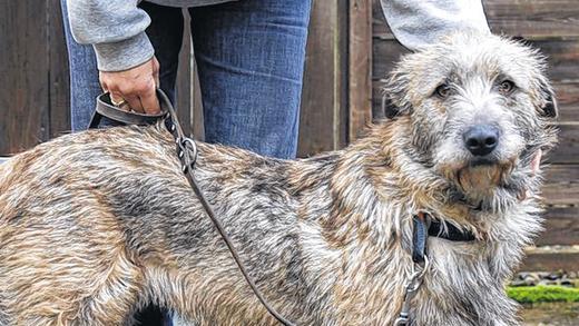 Dia: ein w&auml;hlerischer Wuschel