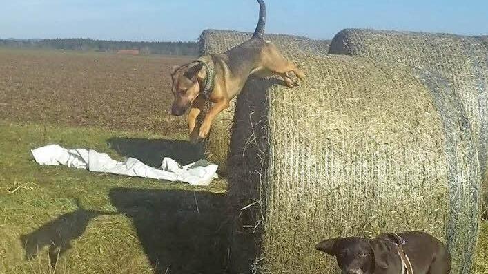 Nicht nur Bianka Mayer freute sich über die ersten Sonnenstrahlen, sondern auch ihre Hunde nutzten das Wetter um über die Felder zu toben.