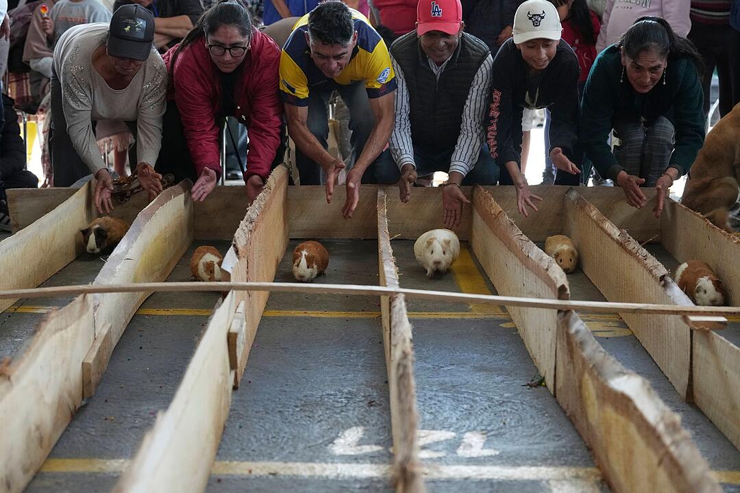 Meerschweinchenrennen in Ecuador