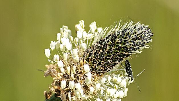 Spitzwegerich: Die unscheinbare Pflanze hat es in sich!