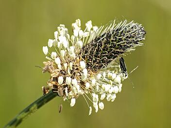 Spitzwegerich: Die unscheinbare Pflanze hat es in sich!