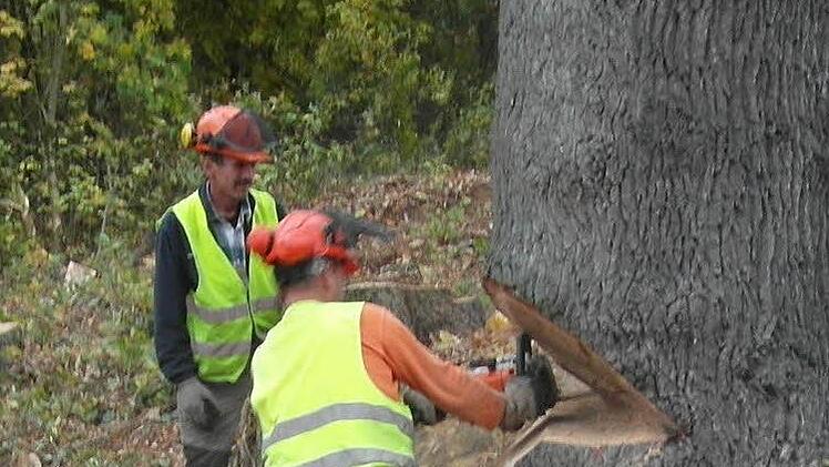 Der 180 Jahre alte Baum hatte einen Stammdurchmesser von etwa  120 Zentimeter und eine Höhe von  über 25 Metern. Foto: Autobahndirektion