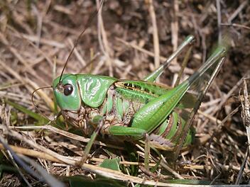 DasInsekt des Jahrs 2026: Der Warzenbeißer