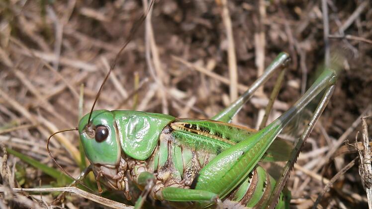 DasInsekt des Jahrs 2026: Der Warzenbeißer