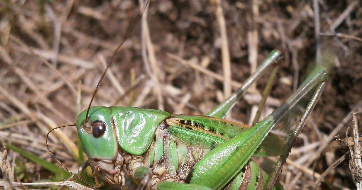 Der-Warzenbei-er-ist-Insekt-des-Jahres