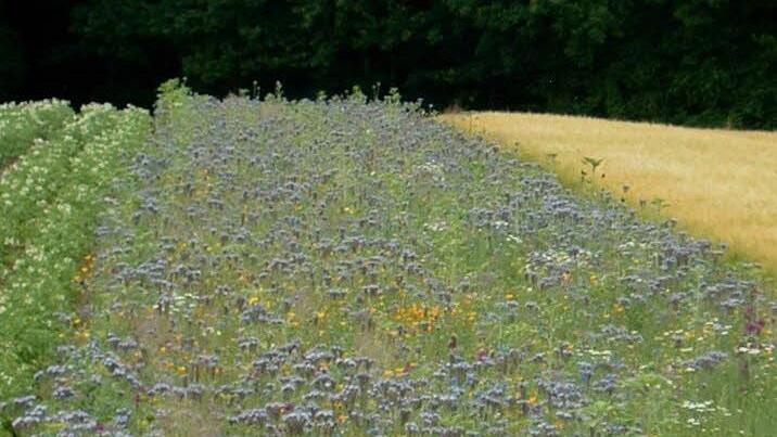 Auch solche Blühstreifen zwischen Äckern wie hier bei Unfinden sind vorstellbar. Fotos: Günther Geiling