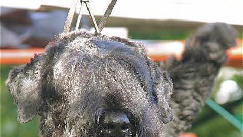 Die Jury bewertet die Terrier-Hündin "Miljana" mit "Sehr gut".