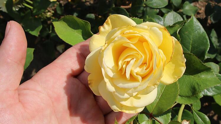 Gleich an ihrem ersten offiziellen Arbeitstag hat Kurdirektorin Sylvie Thormann eine Lieblingsrose gefunden: Die Edelrose "Avec Amour" hat große, locker, aber nostalgisch gefüllte Blüten in hellgelb, einen intensiven Duft, sehr kompakter, buschiger Wuchs und  gesundes Laub. Foto: Ralf Ruppert