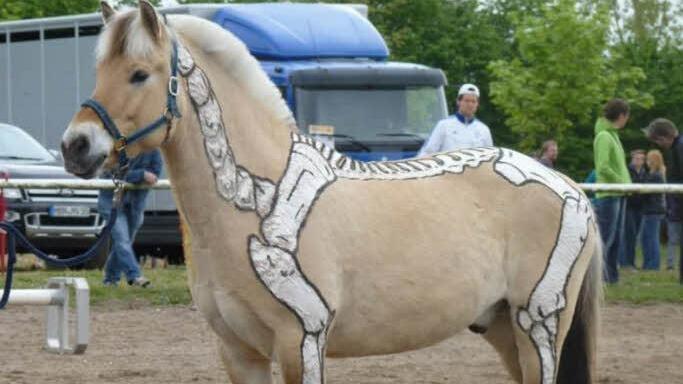Mit Fingerfarbe hat Coco Glässing die Anatomie des Pferdes auf das Fell von Norweger Jorek übertragen. Foto: Equifidus