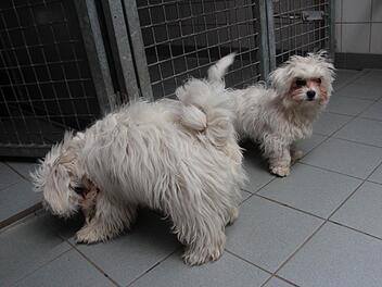 Bernhard und Bianca suchen ein neues Zuhause. Jonny war bereits mit potenziellen Herrchen unterwegs. Foto: Jennifer Brechtelsbauer