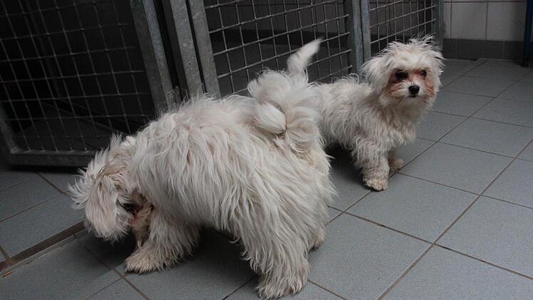 Bernhard und Bianca suchen ein neues Zuhause. Jonny war bereits mit potenziellen Herrchen unterwegs. Foto: Jennifer Brechtelsbauer