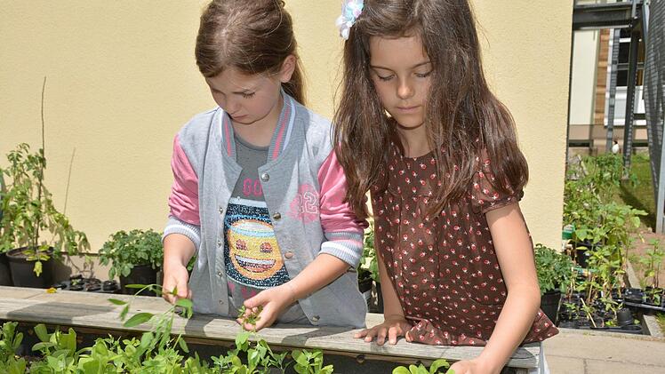 Vor den Ferien bringen die Grundschüler noch einmal ihre Beete in Schuss. Foto: Dagmar Besand