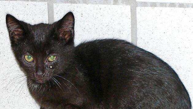 Katerchen Yemon ist Menschen gegen&uuml;ber noch etwas kratzb&uuml;rstig. Foto: Tierheim