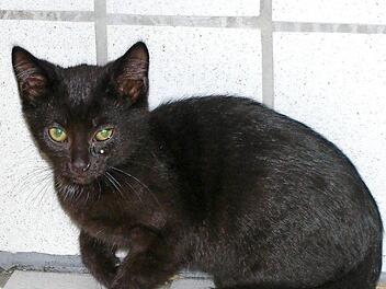 Katerchen Yemon ist Menschen gegen&uuml;ber noch etwas kratzb&uuml;rstig. Foto: Tierheim