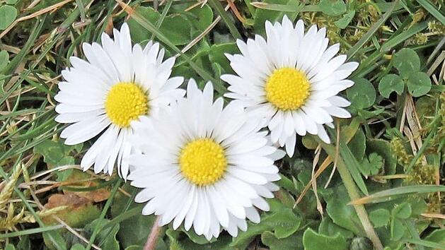 Der Rasen wird durch Gänseblümchen besonders schön. Foto: Jupp Schröder