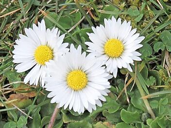 Der Rasen wird durch Gänseblümchen besonders schön. Foto: Jupp Schröder