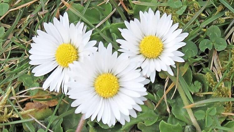 Der Rasen wird durch Gänseblümchen besonders schön. Foto: Jupp Schröder