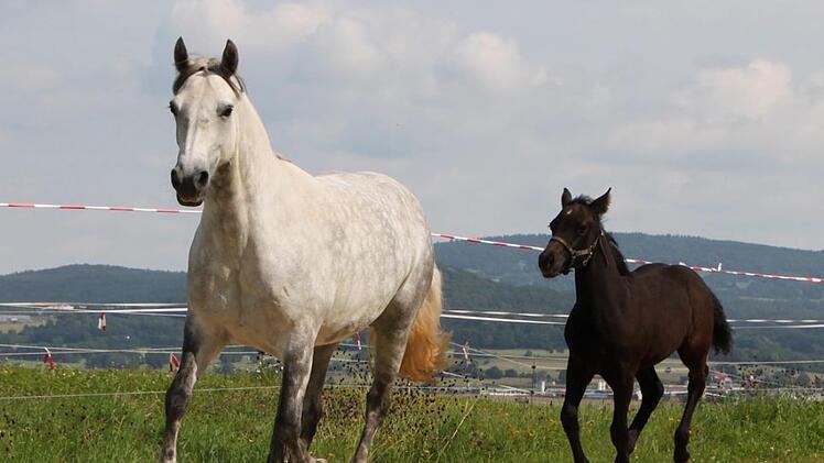 Die Stute und ihr Fohlen werden über das Gelände getrieben, damit der Zuchtleiter die Bewegungsabläufe bewerten kann. Foto: Ulrike Müller