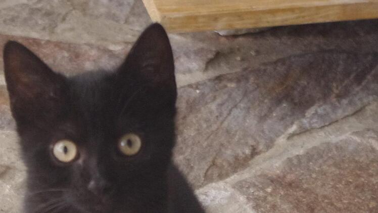 Choco und Chiara suchen gemeinsam ein Plätzchen und Menschen, denen sie vertrauen können.Tierheim Kronach