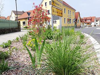 Eng bepflanzte Kiesbeete wie hier in Reichenbach sollen eine pflegeleichte und noch dazu ökologische Alternative zu Schottergärten sein. Foto: Heike Beudert