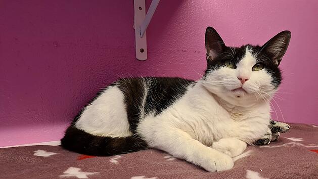 Tierheim Erlangen will weiterhin Tierleben retten: "Wir brauchen eure Hilfe"