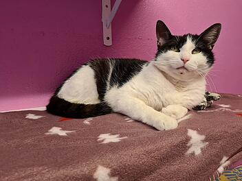 Tierheim Erlangen will weiterhin Tierleben retten: "Wir brauchen eure Hilfe"