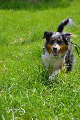 Welthundetag - Die tollsten Hunde der inFranken-Leser