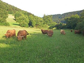 Hochlandrinder grasen auf einer Wiese bei Egloffstein in der "Highland-Cattle-Zucht" von Markus Wolf.  Foto: Corinna Brauer