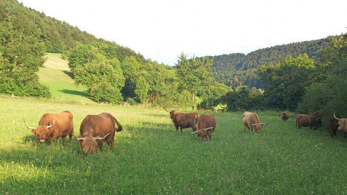 Hochlandrinder grasen auf einer Wiese bei Egloffstein in der "Highland-Cattle-Zucht" von Markus Wolf.  Foto: Corinna Brauer