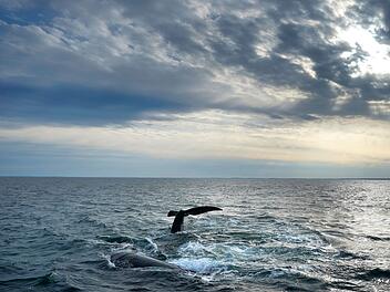 Meeresschutzabkommen tritt in Kraft