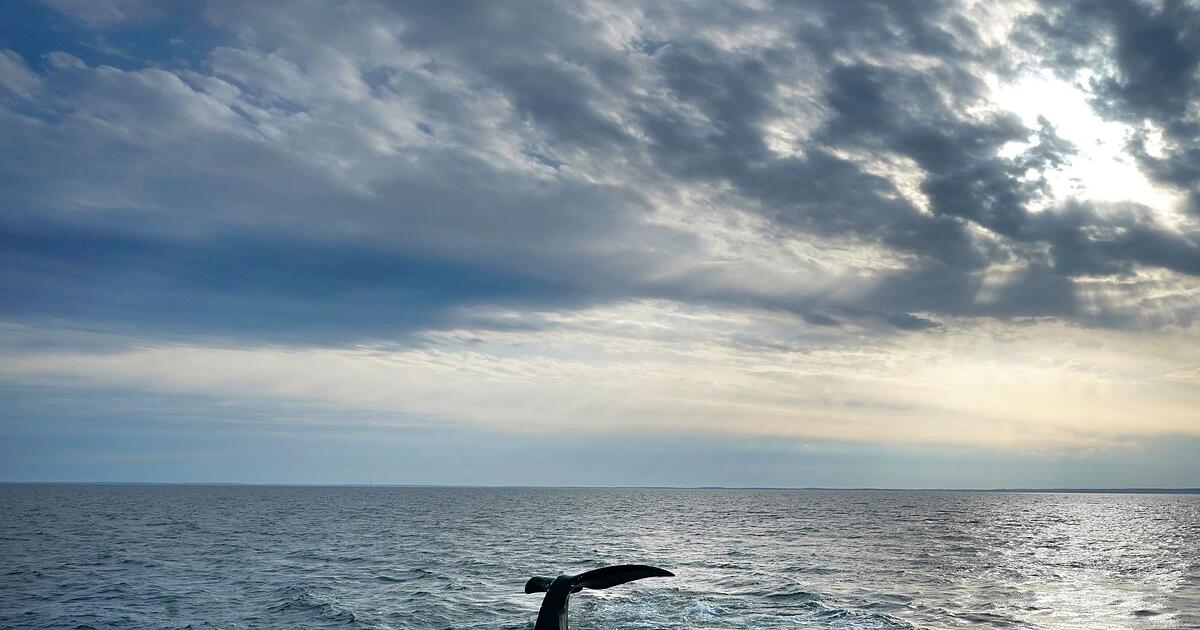 Meeresschutzabkommen-tritt-in-Kraft-Historischer-Tag-